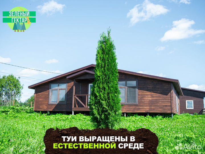 Туи смарагд 1,8 метра свежая копка 2023
