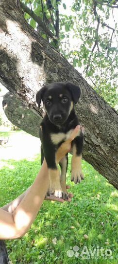 Щенок девочка Грейси в добрые руки