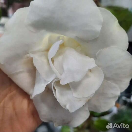 Махровые глоксинии