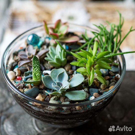 Флорариум с 7 суккулентами
