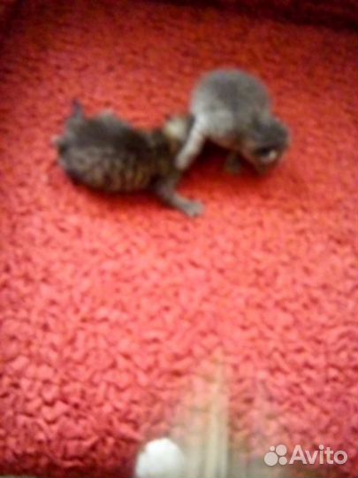 Котенок девочка бесплатно