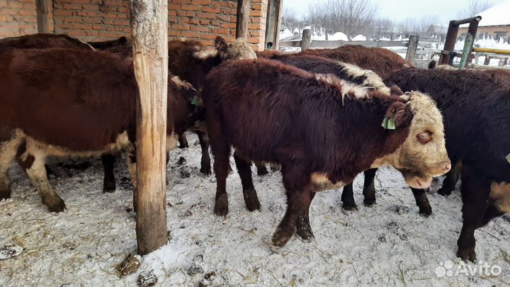 Бычки чистые сементалы герифорды
