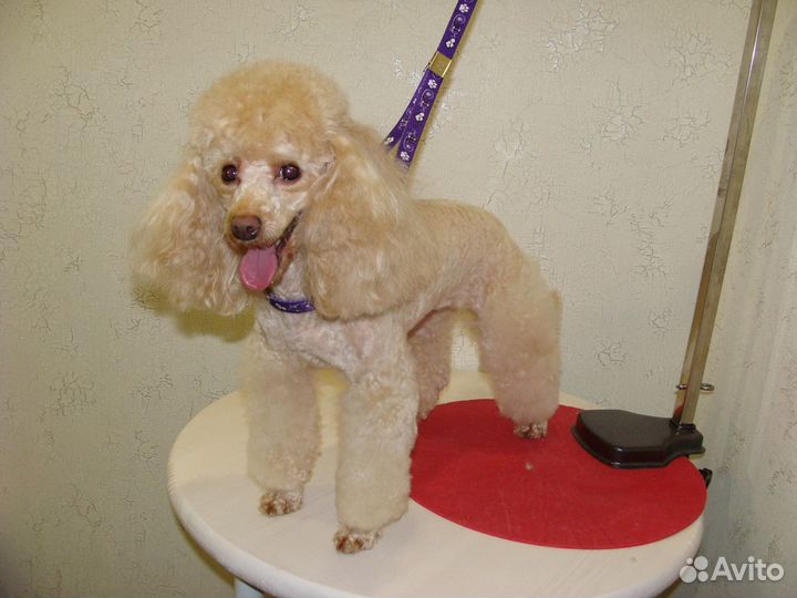 Стрижка собак