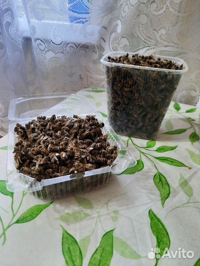 Пчелиный подмор