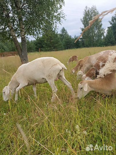 Катумские овцы и ярки