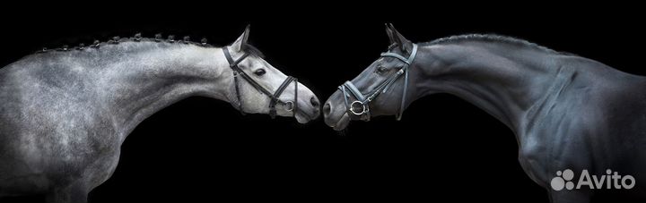 Администратор спортивного клуба