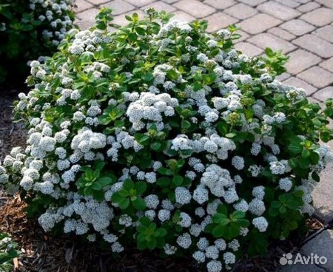 Спирея березолистная, взрослый куст