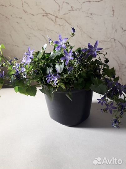 Цветок колокольчик для дачи