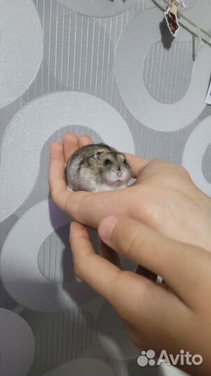 Джунгарский хомяк бесплатно