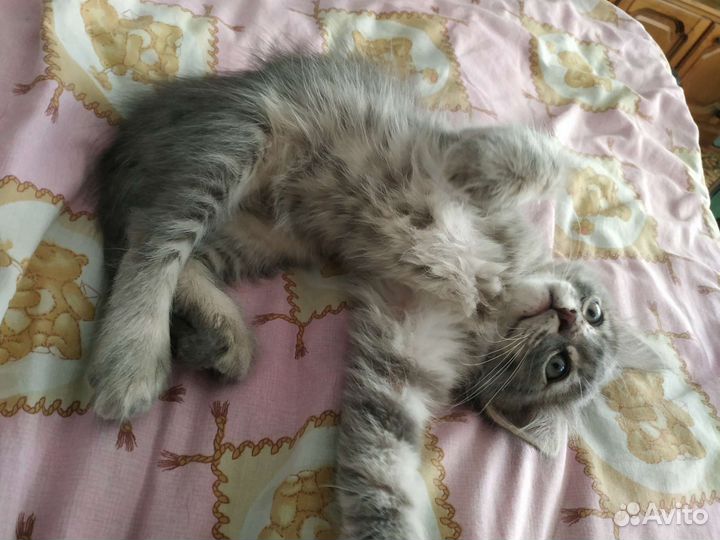 Котейка только в добрые руки