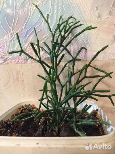 Хатиора 2 штуки