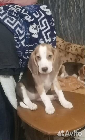 Щенки бигль