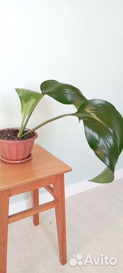 Амазонская лилия (эухарис)