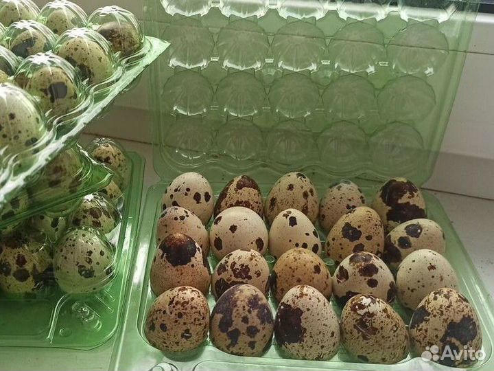 Яйца перепелиные домашние