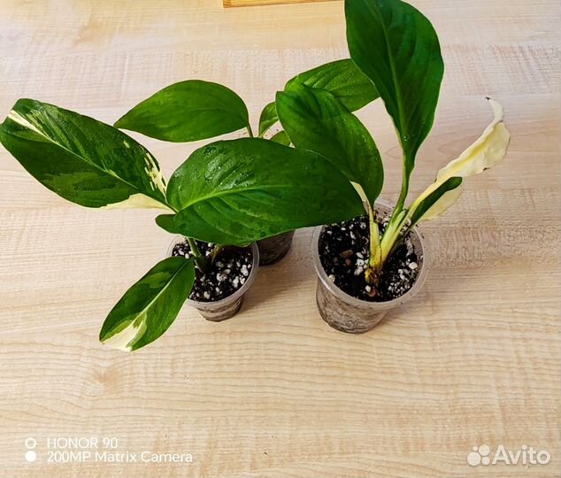 Спатифиллум Пикассо