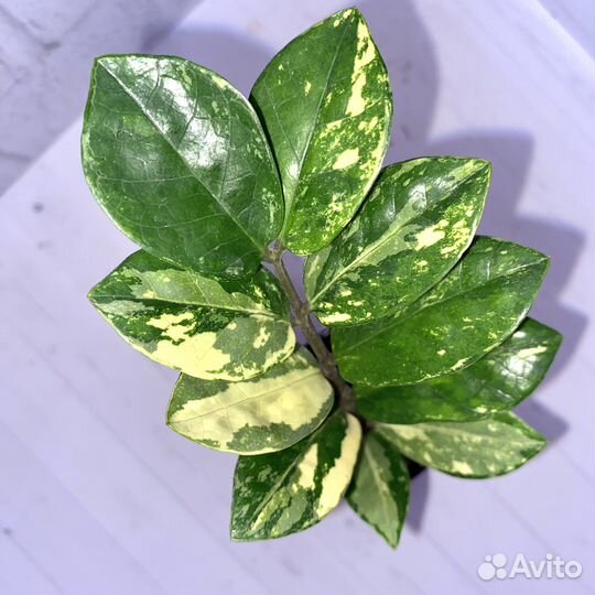 Замиокулькас вариегатный