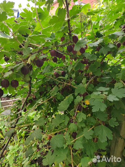 Крыжовник ягоды