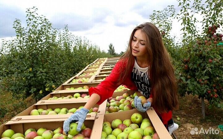 Работник по сборке яблок