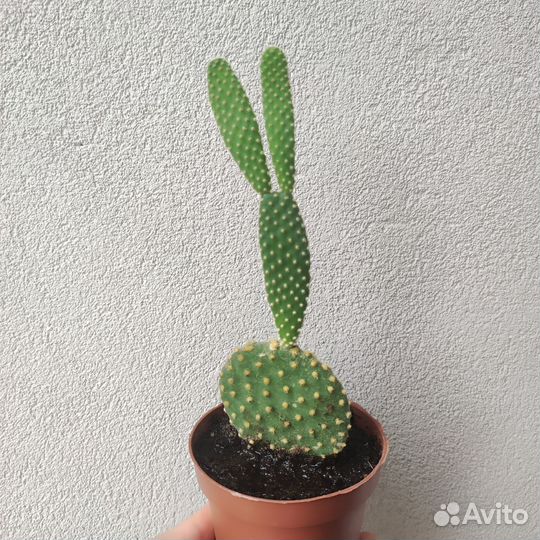 Кактус Опунция