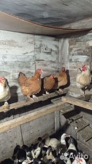 Куры несушки