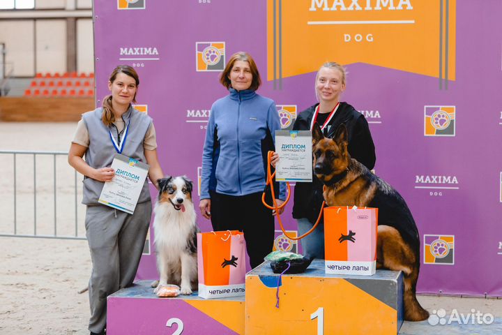 Дрессировка и воспитание собак, ноузворк