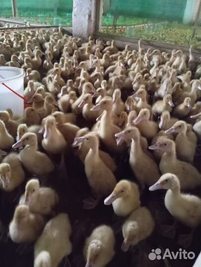 Утята подрощеные