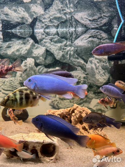 Голубая (кобальтовая) зебра цихлида самец