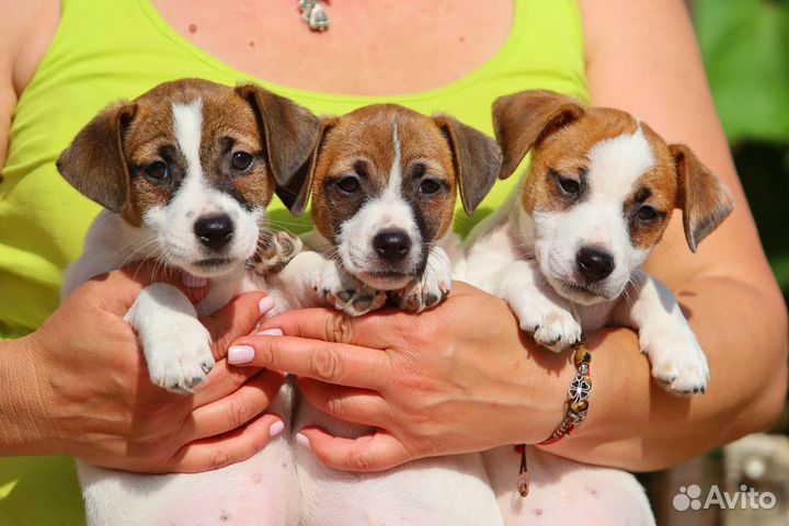 Щенки джек рассел терьер