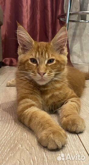 Котята мэйн кун