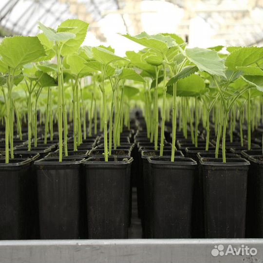 Инвестиции в лес