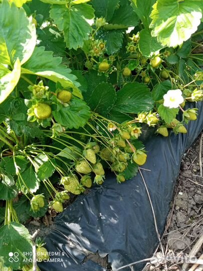 Рассада клубники азия, копанка