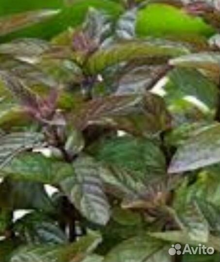 Растения для сада