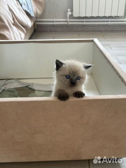 Сиамский котеной