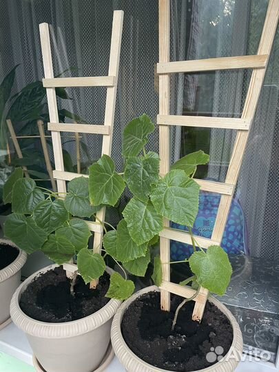 Опора для растений