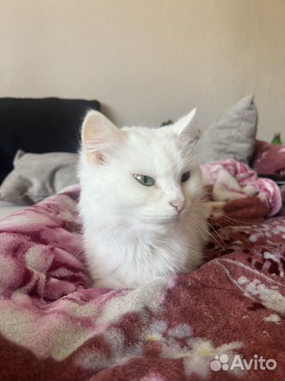 Отдам кошку
