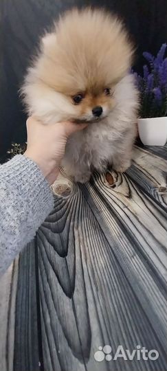 Щенки шпица микро