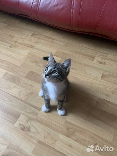 Котенок в добрые руки