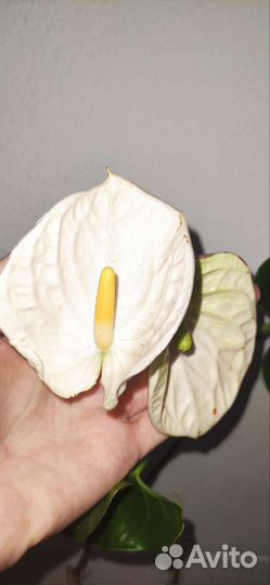 Антуриум. Наборы. Монтана, Самора, Лили