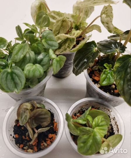 Пеперомия набор Комнатные растения цветы