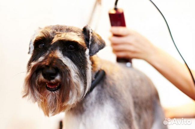 Стрижка собак