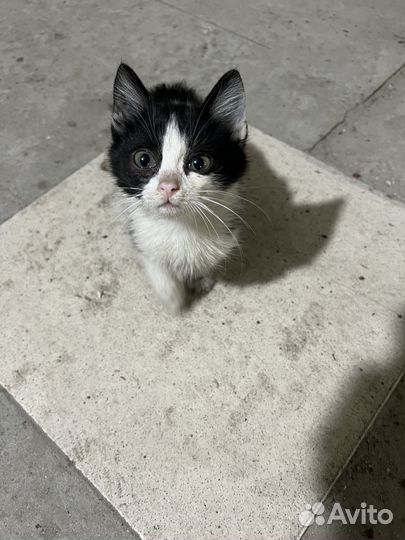 Котята в добрые руки даром