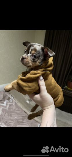 Одежда для собак