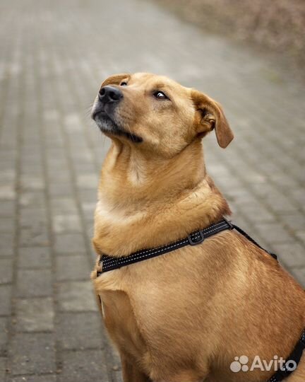 Собака в добрые руки/ бесплатно в дар