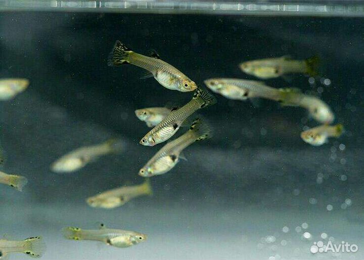 Аквариумные рыбки, растения, удобрения, живой корм