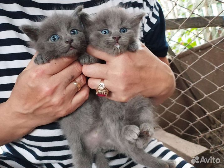 Антистрессы