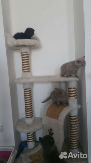 Домик когтеточка