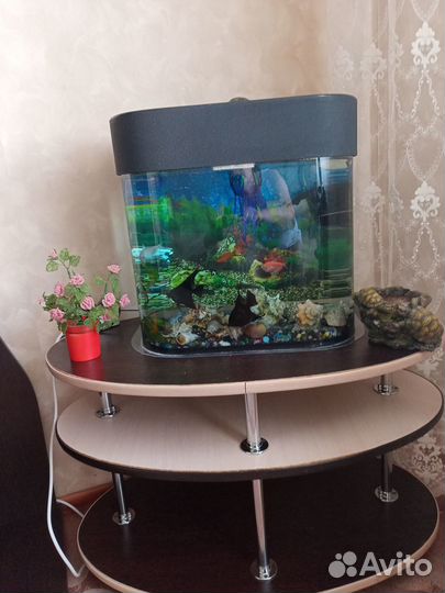 Домашний аквариум