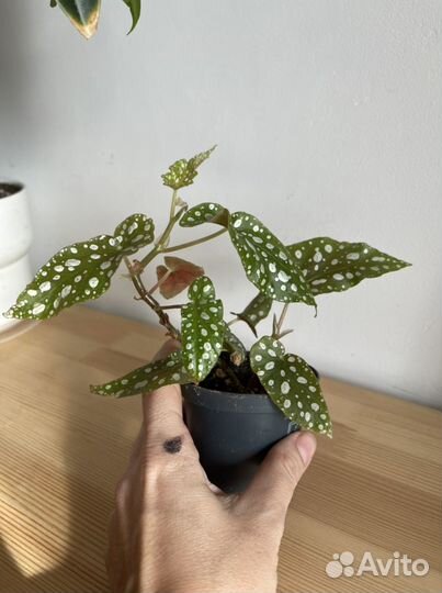 Бегония макулата