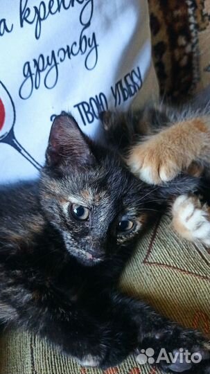 Котята от кошки мышловки