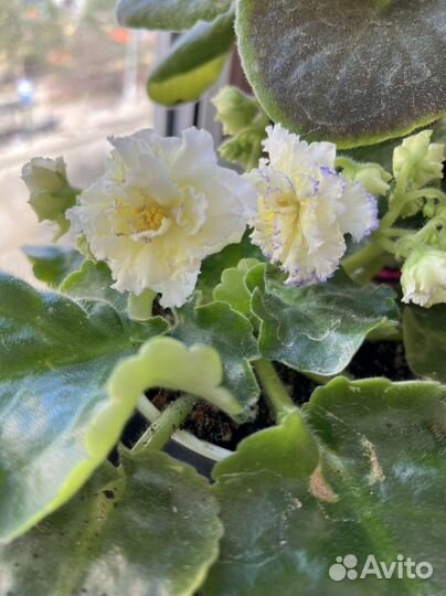 Фиалка (лист )